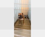 Small Photo #3 Boxer Puppy For Sale in Austin, TX, USA