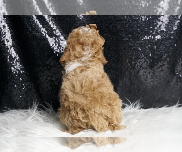 Medium Photo #7 Poodle (Toy) Puppy For Sale in WARSAW, IN, USA