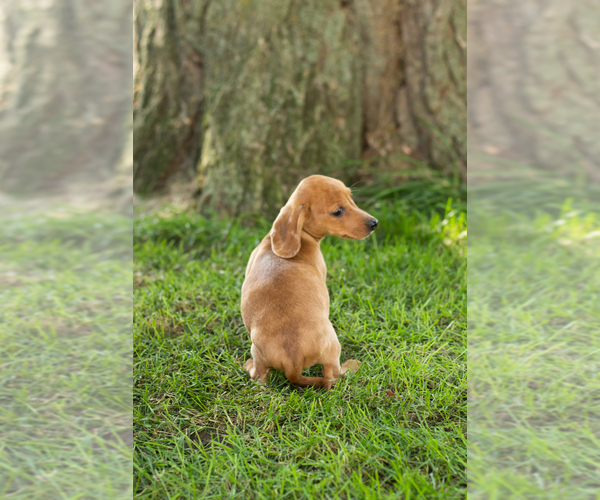 Medium Photo #5 Dachshund Puppy For Sale in BREMEN, IN, USA