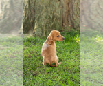 Small Photo #40 Dachshund Puppy For Sale in BREMEN, IN, USA