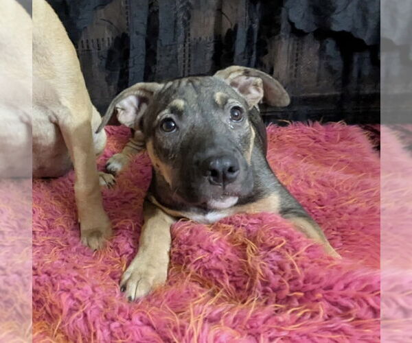 Medium Photo #6 American Pit Bull Terrier-Labrador Retriever Mix Puppy For Sale in Brewster, NY, USA