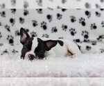 Small Photo #3 French Bulldog Puppy For Sale in MOUNTAIN LAKES, NJ, USA