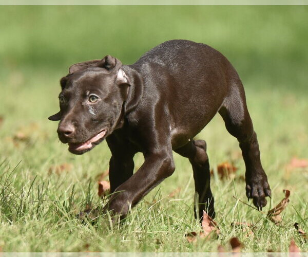 Medium Photo #8 Chocolate Labrador retriever-Pointer Mix Puppy For Sale in Mechanicsburg, PA, USA