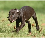 Small Photo #8 Chocolate Labrador retriever-Pointer Mix Puppy For Sale in Mechanicsburg, PA, USA