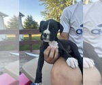 Puppy Crash Boxer