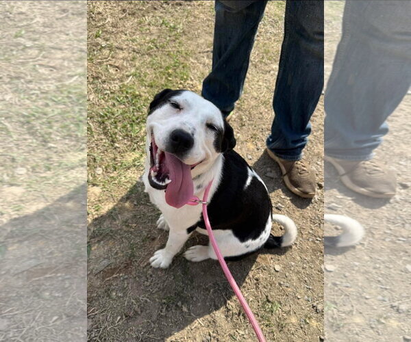 Medium Photo #1 Borador Puppy For Sale in Alexander, AR, USA