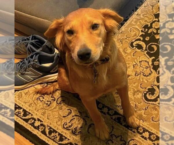 Medium Photo #7 Golden Retriever-Unknown Mix Puppy For Sale in San Diego, CA, USA