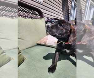 Boxer-Plott Hound Mix Dogs for adoption in garner, NC, USA