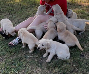 Golden Retriever Puppy for Sale in PIQUA, Ohio USA