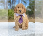 Small Photo #1 Goldendoodle Puppy For Sale in FROSTPROOF, FL, USA