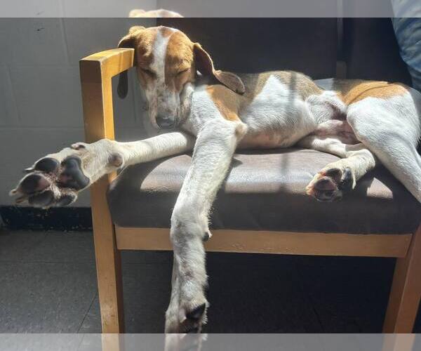 Medium Photo #13 Mutt Puppy For Sale in North Myrtle Beach, SC, USA