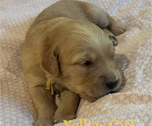 Medium Photo #2 Golden Retriever Puppy For Sale in FRESNO, CA, USA