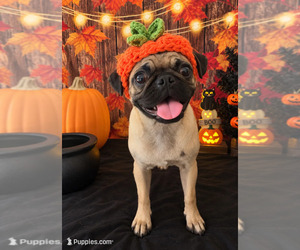 Pug Puppy for sale in MORENO VALLEY, CA, USA
