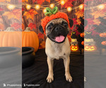 Image preview for Ad Listing. Nickname: pug girl