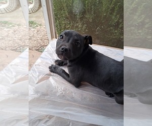 Staffordshire Bull Terrier Puppy for sale in GRIFFIN, GA, USA