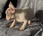 Small #10 French Bulldog
