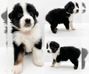 Miniature Australian Shepherd Puppy for sale in BROOKER, FL, USA