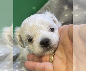 Maltese Dog for Adoption in STEWART, Mississippi USA