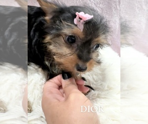 Yorkshire Terrier Puppy for sale in BERWYN, IL, USA