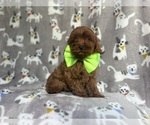 Small #2 Cavapoo