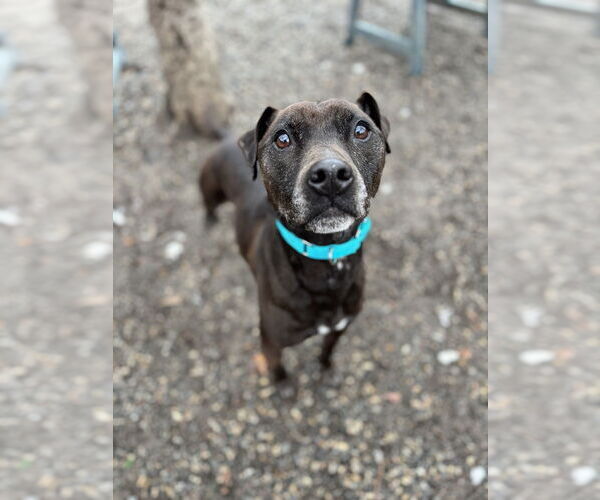 Medium Photo #1 Mutt Puppy For Sale in Elmsford, NY, USA