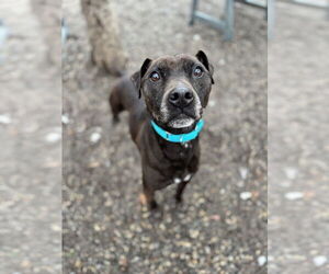 Mutt Dogs for adoption in Elmsford, NY, USA