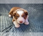 Puppy Banjo Australian Shepherd