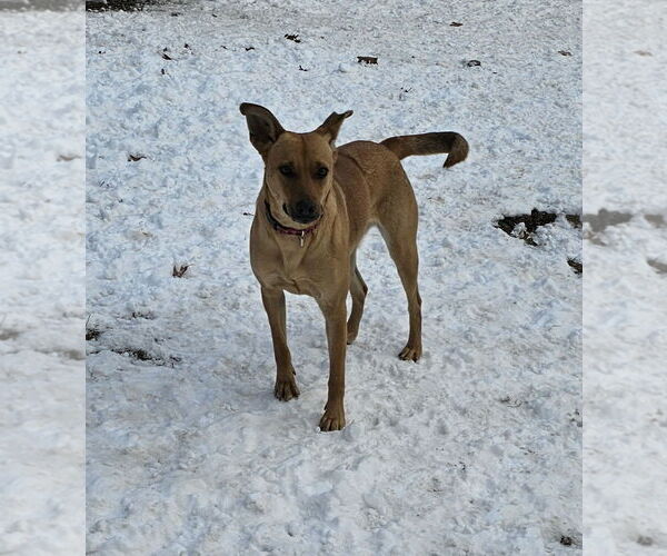 Medium Photo #12 Mutt Puppy For Sale in Croydon, NH, USA