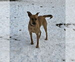 Small #11 Mutt