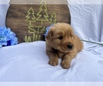 Small #3 Golden Retriever