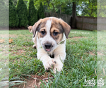 Small #8 Retriever  Mix