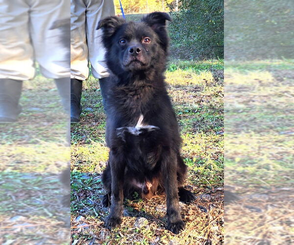 Medium Photo #3 Australian Shepherd-Unknown Mix Puppy For Sale in Wetumpka, AL, USA