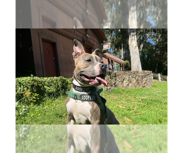 Medium Photo #1 American Pit Bull Terrier-American Staffordshire Terrier Mix Puppy For Sale in Pacifica, CA, USA