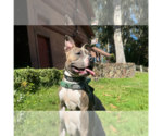 Ace - Male American Pit Bull Terrier-American Staffordshire Terrier Mix Dog for Adoption - Small photo