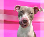Small #2 American Pit Bull Terrier