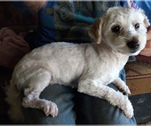 Malchi-Maltese Mix Puppy for sale in SNOWFLAKE, AZ, USA