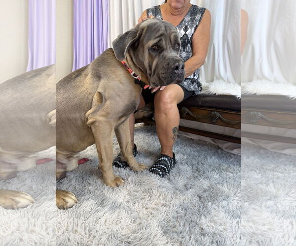 Medium Photo #4 Mutt Puppy For Sale in Goodyear, AZ, USA