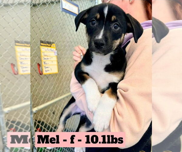 Medium Photo #1 American Pit Bull Terrier-German Shepherd Dog Mix Puppy For Sale in Chester, VA, USA