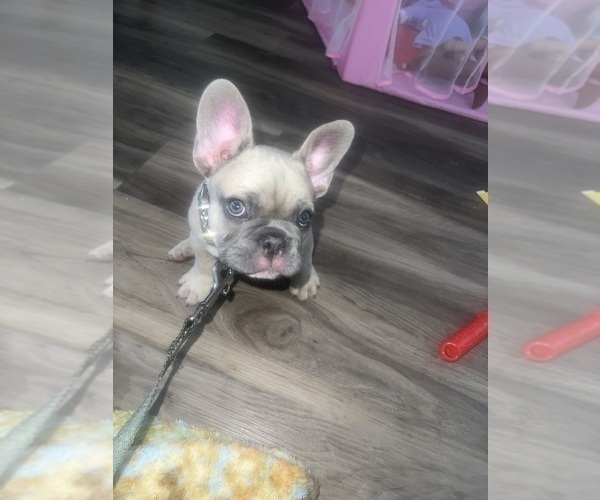Medium Photo #1 French Bulldog Puppy For Sale in MESA, AZ, USA