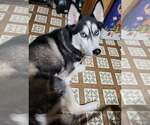 Small #1 Siberian Husky