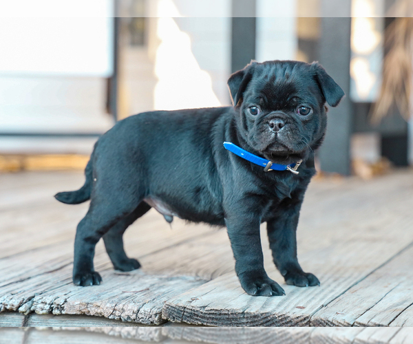 Medium Photo #2 Jug-Pug Mix Puppy For Sale in LIBERTY, KY, USA