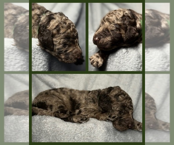Medium Photo #37 Goldendoodle Puppy For Sale in HOWARD CITY, MI, USA