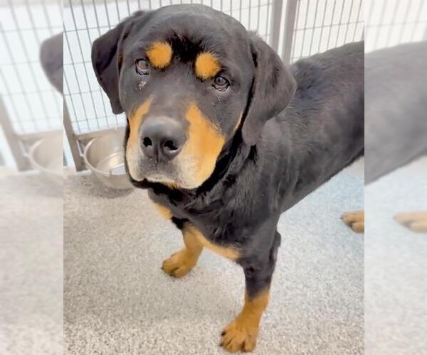 Medium Photo #2 Rottweiler Puppy For Sale in Houston, TX, USA