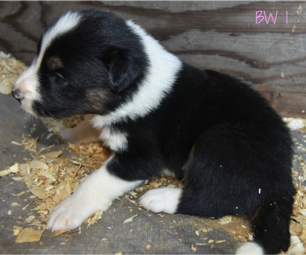 Medium Photo #3 Border Collie Puppy For Sale in WHITE SALMON, WA, USA