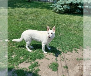 Unknown-white german shepherd Mix Puppy for sale in PONTIAC, IL, USA