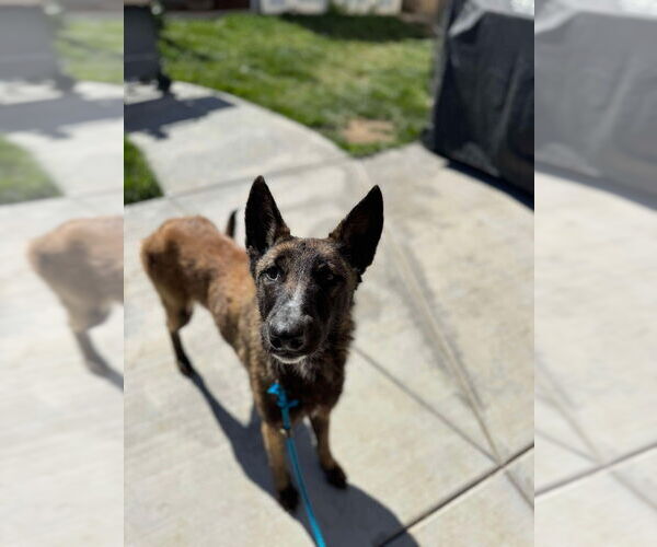 Medium Photo #2 Mutt Puppy For Sale in Imlay City, MI, USA