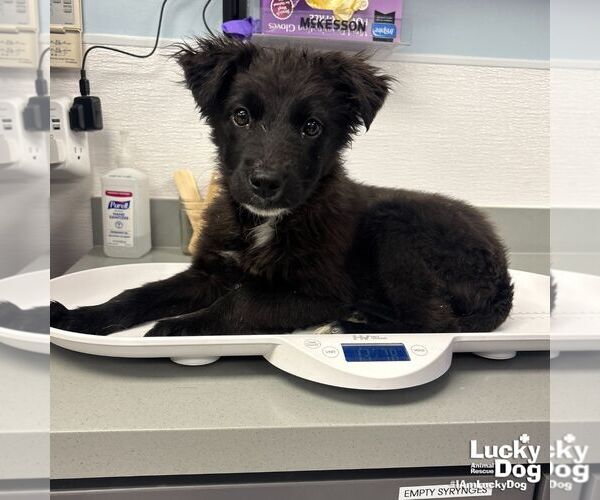 Medium Photo #3 Retriever -Unknown Mix Puppy For Sale in Washington, DC, USA
