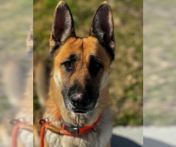 Medium Photo #1 German Shepherd Dog Puppy For Sale in Upland, CA, USA