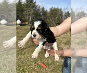 English Springer Spaniel Puppy for sale in CANA, VA, USA