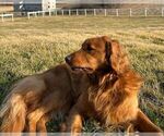 Small Photo #1 Golden Retriever Puppy For Sale in GAP, PA, USA